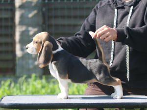 Zdjęcie №2 do zapowiedźy № 2904 na sprzedaż  beagle (rasa psa) - wkupić się Białoruś od żłobka