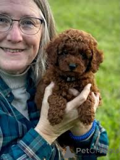 Zdjęcie №3. Chiots Caniches dostępne à la vente.. Francja