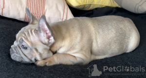 Zdjęcie №3. Dziewczyny z Francuza Bulldoga. Szwecja