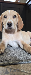 Zdjęcie №1. beagle (rasa psa) - na sprzedaż w Amsterdam | 3827zł | Zapowiedź №160860