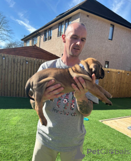 Zdjęcie №2 do zapowiedźy № 139600 na sprzedaż  cane corso - wkupić się Austria hodowca