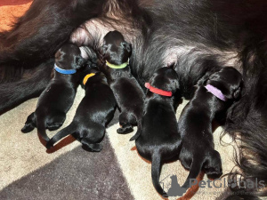 Zdjęcie №2 do zapowiedźy № 90973 na sprzedaż  flat coated retriever - wkupić się Estonia 