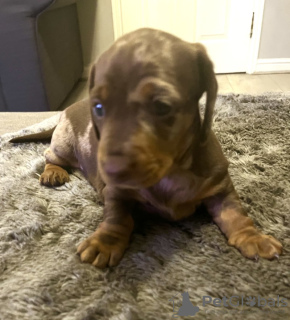 Zdjęcie №3. Magnifiques Teckels Pommelés Miniatures enregistrés au kc. Niemcy