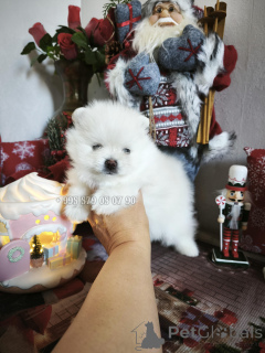 Zdjęcie №3. Mini piesek, miś szpic pomorski. Rodowód FCI.. Gruzja