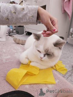 Zdjęcie №2 do zapowiedźy № 147276 na sprzedaż  kot brytyjski krótkowłosy - wkupić się Niemcy 