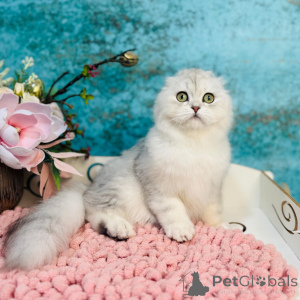 Zdjęcie №3. Scottish Vysloguye Cat. Ukraina