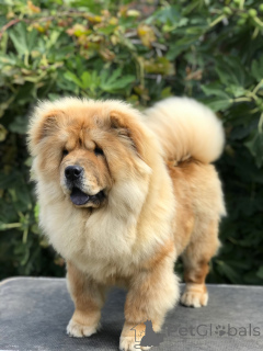 Zdjęcie №3. Szczenięta chow chow na sprzedaż! Čau čau Štecid na Prodaju!. Serbia