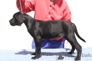 Zdjęcie №2 do zapowiedźy № 140500 na sprzedaż  cane corso - wkupić się Rumunia hodowca