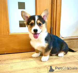 Zdjęcie №2 do zapowiedźy № 167523 na sprzedaż  welsh corgi - wkupić się Dania prywatne ogłoszenie, hodowca