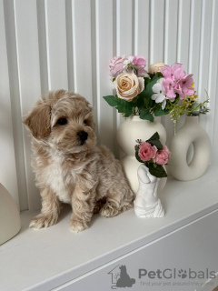 Zdjęcie №3. Maltipoo Puppy do adopcji. USA