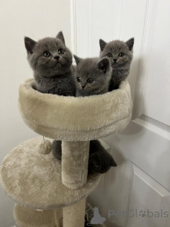 Zdjęcie №1. kot brytyjski długowłosy - na sprzedaż w Rotterdam | Bezpłatny | Zapowiedź № 159206