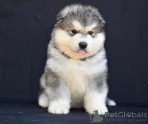 Zdjęcie №2 do zapowiedźy № 109954 na sprzedaż  alaskan malamute - wkupić się Serbia 