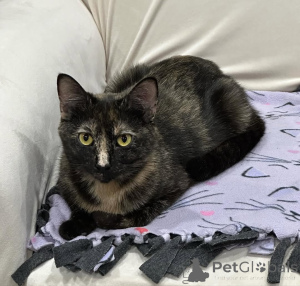 Zdjęcie №3. Koty domowe. Niemcy