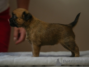 Zdjęcie №1. brabantczyk - na sprzedaż w Mogilow | 3289zł | Zapowiedź №158234