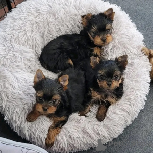 Zdjęcie №1. yorkshire terrier - na sprzedaż w Beringen | negocjowane | Zapowiedź №168169