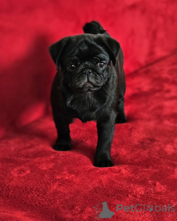 Zdjęcie №1. mops - na sprzedaż w Texas City | 3558zł | Zapowiedź №138787