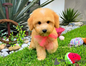 Zdjęcie №2 do zapowiedźy № 149822 na sprzedaż  maltipu - wkupić się Niemcy prywatne ogłoszenie, hodowca