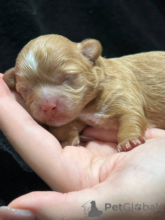 Zdjęcie №2 do zapowiedźy № 137527 na sprzedaż  maltipu - wkupić się Uzbekistan prywatne ogłoszenie