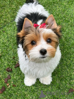 Zdjęcie №2 do zapowiedźy № 138878 na sprzedaż  yorkshire terrier biewer - wkupić się Niemcy prywatne ogłoszenie, hodowca