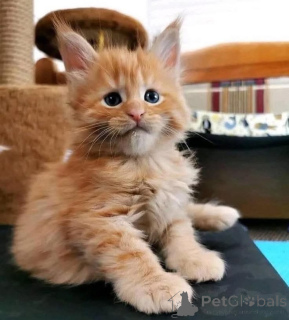 Zdjęcie №3. Kobieta rasy Maine Coon. Belgia