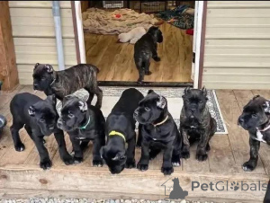 Zdjęcie №1. cane corso - na sprzedaż w Aalborg | 6zł | Zapowiedź №173389
