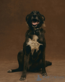 Zdjęcie №2 do zapowiedźy № 90682 na sprzedaż  pies nierasowy - wkupić się Federacja Rosyjska ze schronu
