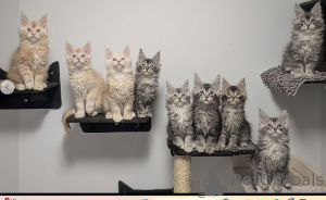 Zdjęcie №1. maine coon - na sprzedaż w Helsinki | negocjowane | Zapowiedź № 165123