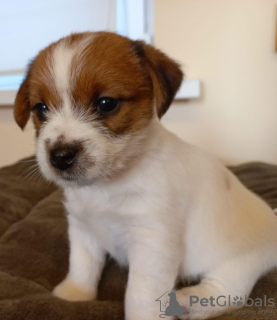 Zdjęcie №3. Szczenięta Jack Russell Terrier. Federacja Rosyjska