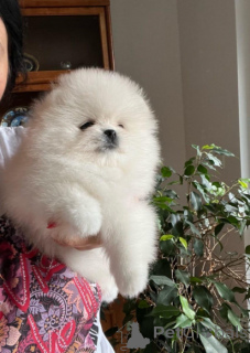 Zdjęcie №1. szpic miniaturowy - na sprzedaż w Herzogtum Lauenburg | negocjowane | Zapowiedź №166539