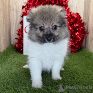 Zdjęcie №1. szpic miniaturowy - na sprzedaż w Berlin | 1674zł | Zapowiedź №135991