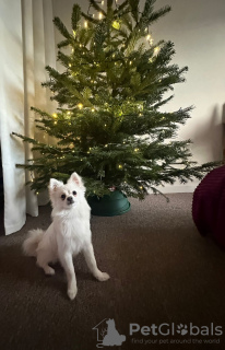 Zdjęcie №1. szpic miniaturowy - na sprzedaż w Londyn | 1256zł | Zapowiedź №127123