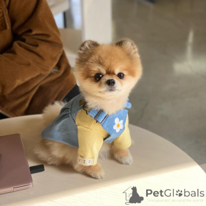 Zdjęcie №1. szpic miniaturowy - na sprzedaż w Monachium | 1674zł | Zapowiedź №137319