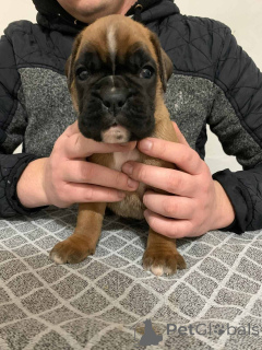 Zdjęcie №4. Sprzedam bokser w Belgrad.  - cena - negocjowane