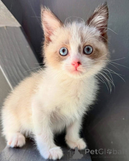 Zdjęcie №2 do zapowiedźy № 160909 na sprzedaż  ragdoll - wkupić się Hiszpania hodowca