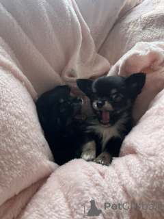 Zdjęcie №2 do zapowiedźy № 143853 na sprzedaż  chihuahua (rasa psów) - wkupić się USA prywatne ogłoszenie