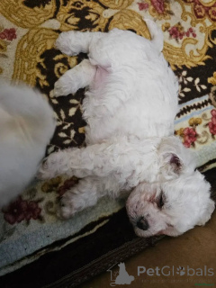 Zdjęcie №2 do zapowiedźy № 175722 na sprzedaż  bichon frise - wkupić się Niemcy prywatne ogłoszenie