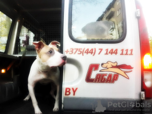 Zdjęcie №1. Usługi dostawy i transportu kotów i psów w Mińsk. Zapowiedź № 9412
