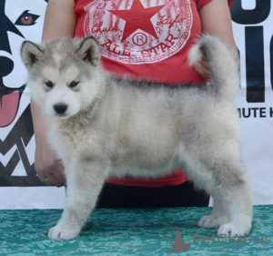 Zdjęcie №4. Sprzedam alaskan malamute w Uzdin.  - cena - negocjowane