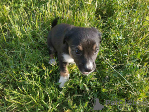 Zdjęcie №2 do zapowiedźy № 11211 na sprzedaż  pies nierasowy - wkupić się Ukraina prywatne ogłoszenie