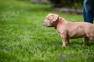 Zdjęcie №1. american bully - na sprzedaż w Sarajevo | negocjowane | Zapowiedź №105668