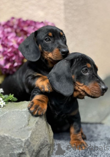 Zdjęcie №1. jamnik - na sprzedaż w Lahti | 1674zł | Zapowiedź №167373