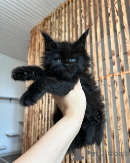 Zdjęcie №3. Puszyste kocięta rasy Maine Coon są dostępne zdrowe, zabawne i czułe. Niemcy