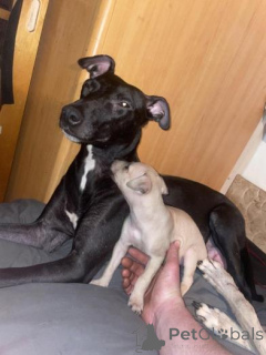 Zdjęcie №1. whippet - na sprzedaż w Łatgalia | negocjowane | Zapowiedź №160023