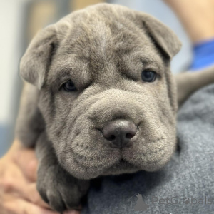 Zdjęcie №3. Śliczne chińskie szczenięta Shar-Pei. Dania