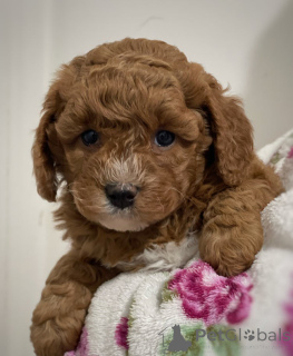 Zdjęcie №2 do zapowiedźy № 143768 na sprzedaż  cavalier king charles spaniel - wkupić się Austria hodowca