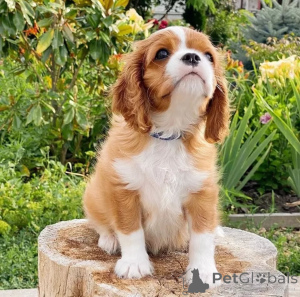 Zdjęcie №1. cavalier king charles spaniel - na sprzedaż w Þorlákshöfn | negocjowane | Zapowiedź №155453