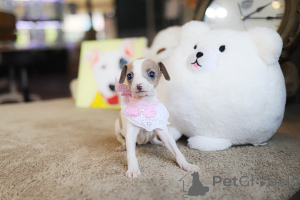 Zdjęcie №1. chihuahua (rasa psów) - na sprzedaż w Arizona | negocjowane | Zapowiedź №152854