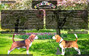 Zdjęcie №1. beagle (rasa psa) - na sprzedaż w Bečej | negocjowane | Zapowiedź №108156