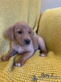 Zdjęcie №4. Sprzedam labrador retriever w Дрезден. prywatne ogłoszenie - cena - 2631zł