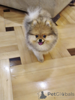 Zdjęcie №2 do zapowiedźy № 165866 na sprzedaż  szpic miniaturowy - wkupić się Gruzja prywatne ogłoszenie, od żłobka, hodowca